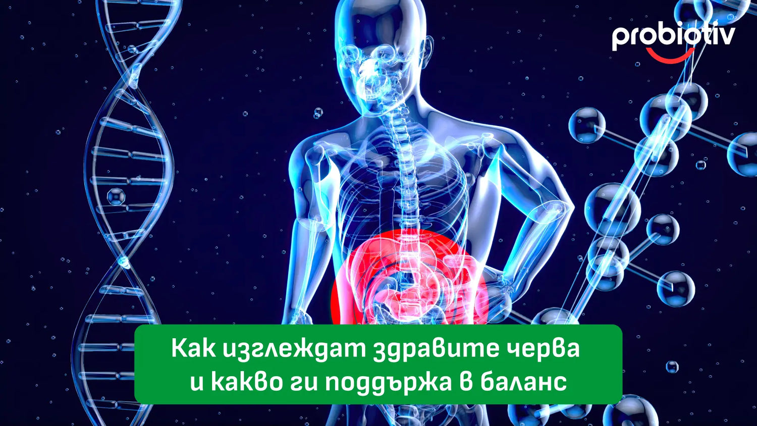 Здрави черва и поддържане на чревния микробиом в баланс
