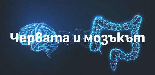 Връзката между червата и мозъка при стрес и храносмилане